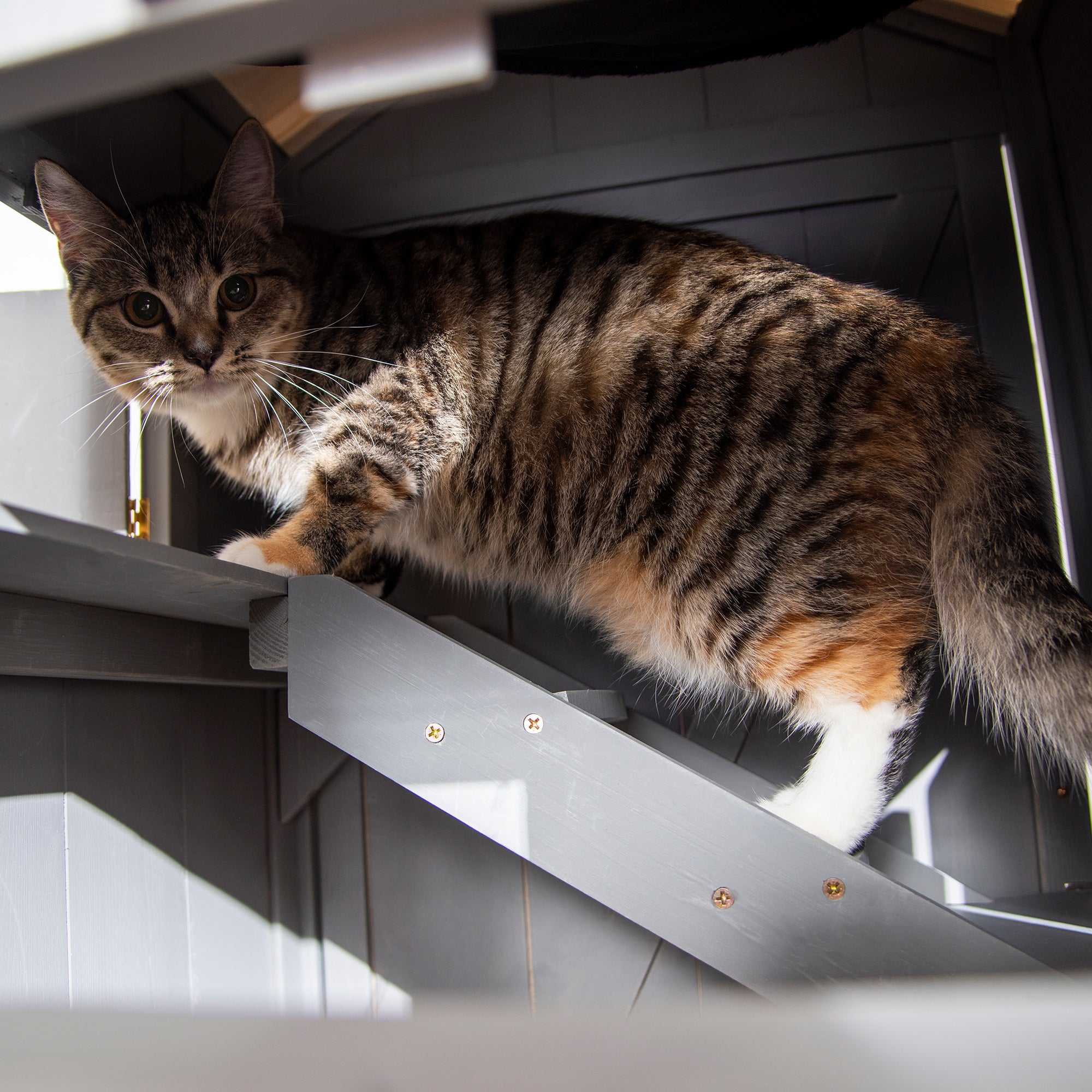 Cat House for Cat Bed or Litter Box, Fir Wood, Grey