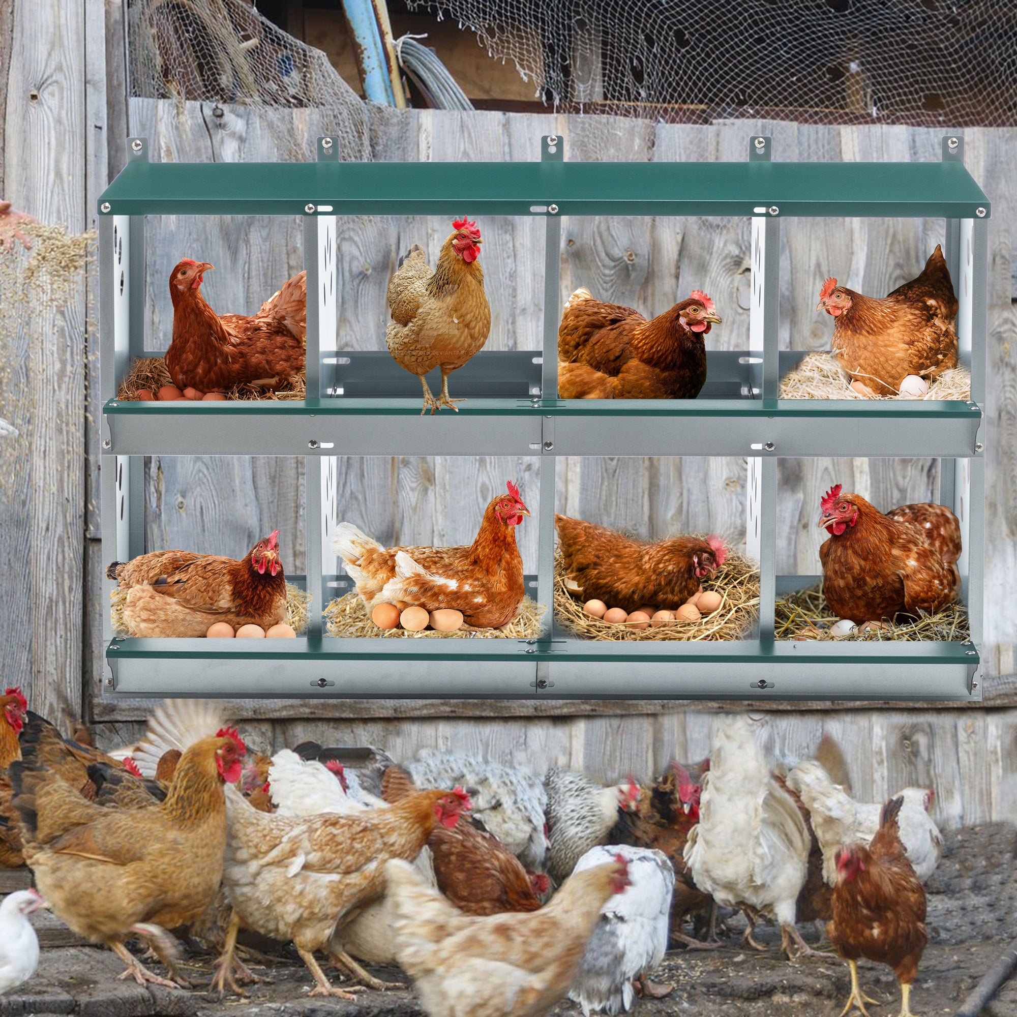 8-Compartment Chicken Nesting Boxes, Wall-Mounted Roll Away Design with Ventilation, Galvanized Steel