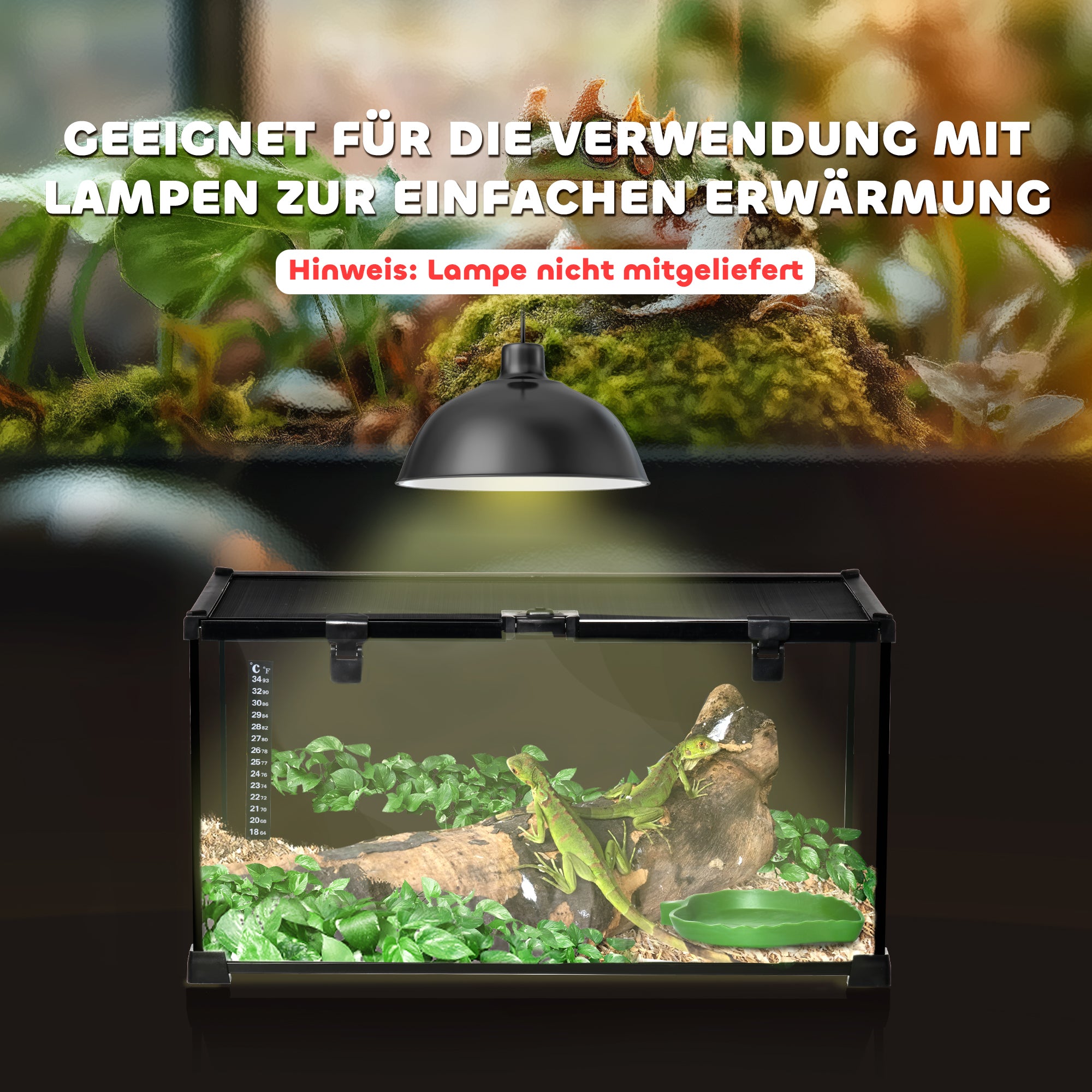 Terrarium, Reptile Feeding Box, Glass